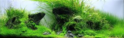 5 stainless steel aquarium aquascaping tools. All About Aquascaping Aquasabi Online Shop
