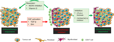 Caf is a socially driven company that captivates the art of social interaction through its community. T Cell Tumour Exclusion And Immunotherapy Resistance A Role For Caf Targeting British Journal Of Cancer