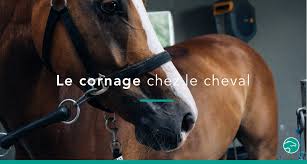 Les 7 Choses A Retenir Sur Le Cornage Chez Le Cheval Equisense Blog