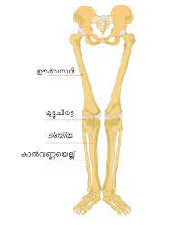 Connective tissue is in blue. File Human Leg Bones Labeled Ml Svg Wikimedia Commons