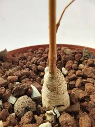 Image result for Raphionacme lanceolata