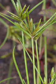 Image result for Cyperus sp.no.10