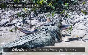 No Crocodiles Are Not Immortal Natural World Earth