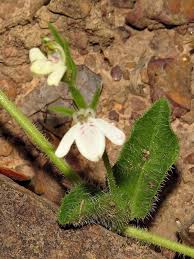 Image result for Justicia anagalloides