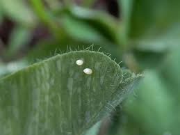 モンキチョウ 卵