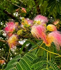 Image result for Mimosa