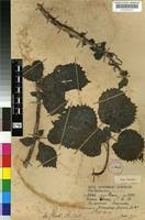 Image result for Obetia tenax