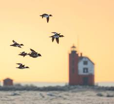 RARE WINTER BIRDS SPOTTED ON MACKINAC ISLAND