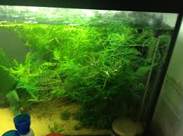 Is This Normal Platy Behavior? | Platy Forum