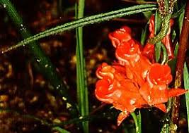 Image result for Neoschumannia cardinea