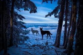 Winter Fairy Tale" by Steve Yocom