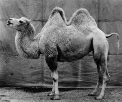 According to the docs, from camel 2.9 onwards, you can do pass in an integer and a string as parameters in a method call (using your example) like this Fotostiftung Schweiz Art Blart