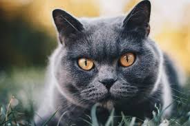 The american shorthair has the body of a working cat. British Shorthair Colours Full Guide My British Shorthair