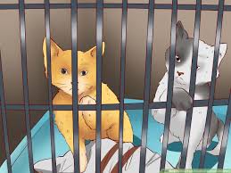 Learn to draw a cat step by step images along with basic drawing instruction. How To Draw Your Imaginary Warrior Cats World 8 Steps