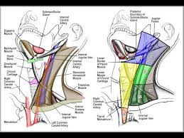 Endocrine glands & their hormones. Cervical Lymph Node Levels In 5 Minutes Youtube