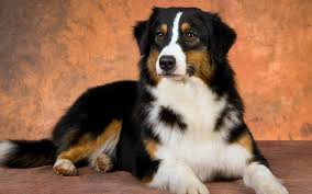 What's the french translation of dog? How To Say Dog In French What Is The Meaning Of Chien Ouino