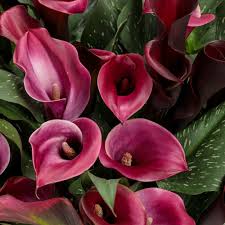 Image result for Zantedeschia