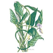 Planting asparagus from seed has some advantages and disadvantages. Orient Wonder Pole Yard Long Bean Seeds Vegetables Botanical Interests