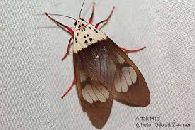 Image result for Maerua andradae