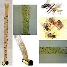 See more ideas about loft apartment, house design, design. Get Rid Of Attic Flies Or Cluster Flies 5 Best Ways