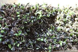 It is possible to start sunflowers indoors a few weeks before you plan. How To Grow Healthy Sunflower Microgreens In 2 Weeks Garden Therapy