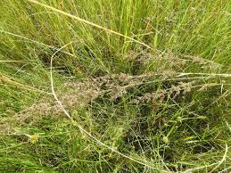 Image result for Eragrostis gummiflua