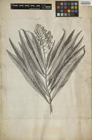 Image result for Lobelia welwitschii