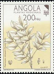 Image result for Ptaeroxylaceae