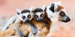 See tripadvisor's 103,161 traveler reviews and photos of madagascar tourist attractions. Reviews Of Madagascar From 3 Acclaimed Safari Experts