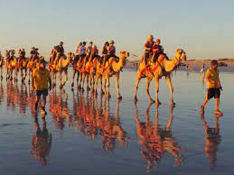 Alison was first involved in camels in 1983. Never Again Review Of Sundowner Camel Tours Broome Australia Tripadvisor