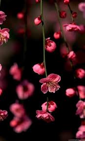 Tons of awesome 3d flower wallpapers to download for free. 3d Flower Wallpaper For Mobile Paulbabbitt Com