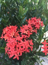 Image result for Ixora hartiana