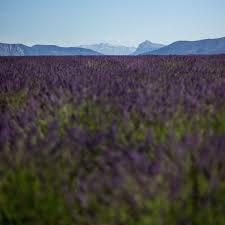 Listen to the two minute audio trailer above or. Can Listening To This Scented Story Help You Sleep The Perfume Society