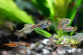 Ember Tetra Care - A Complete Guide - Aquariumstoredepot