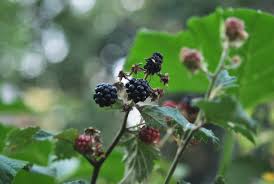 We did not find results for: How To Grow Propagate Blackberry Plants Stoney Creek Farm