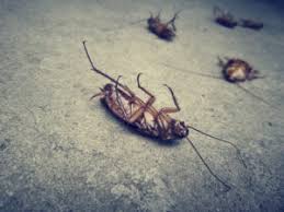 Get info on pensacola termite and pest control. Top Pests Found In Northwest Florida Tnt Pest Control Inc