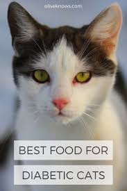 In truth, with the right diet and medication. Best Food For Diabetic Cats And Everything Else You Need To Know Oliveknows Cat Care Diabetes Cat Cats