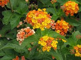 Miss Huff Lantana Lantana Camara Miss Huff Category Perennial Hardiness Zone 7 To 8 Conditions Full Sun Plants Lantana Botanical Gardens