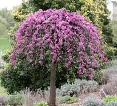 We need umbrellas for sure during the raining day. Redbud Home Garden Information Center