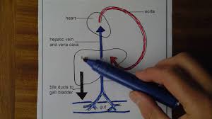 Helps in carrying deoxygenated blood back to the heart. Liver 1 Blood Supply And Drainage Youtube
