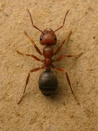 Image result for Antherotoma