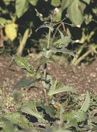 Image result for Sonchus schweinfurthii
