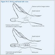 Image result for Normal Anatomic Position of the Hand and Wrist