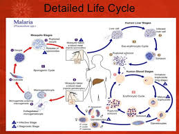 Life cycle of the malaria parasite. Malaria Life Cycle Diagram Basic Data Wiring Diagrams