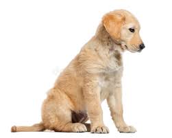 Maybe you would like to learn more about one of these? 942 Cross Labrador Photos Free Royalty Free Stock Photos From Dreamstime