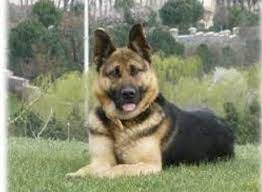 k 9 kurt kopegi 2021 kopek hayvan hayvan yavrulari