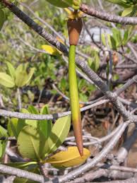 Image result for Rhizophora