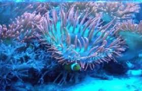 Anemon adalah hewan yang berkembang biak dengan cara. 8 Makhluk Hidup Yang Berkembang Biak Secara Aseksual
