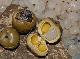 Dia memetik buah beri yang liar, dan membuat jem dari buah lai yang berduri. Http Annida Online Com Manfaat Kolangkaling Untuk Kesehatan Html Buah Diet Kesehatan