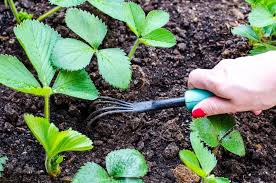 10 Tipps Fur Eine Erfolgreiche Erdbeerernte Plantura In 2020 Erdbeeren Pflanzen Gartenprodukte